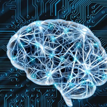 Lo sviluppo del cervello