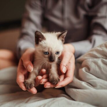 il modo in cui tratti un animale