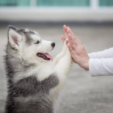 benefici gioco cane