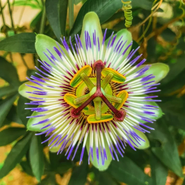 passiflora fiore della passione