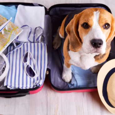 regole viaggio animali domestici