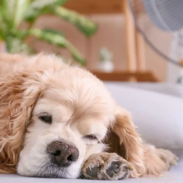 colpo di calore cani e gatti